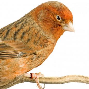 Canari Bronze Rouge