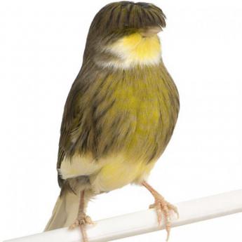 Canari Huppé Allemand
