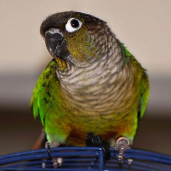 Conure de Molinae verte
