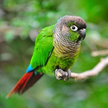 Conure de Molinae verte