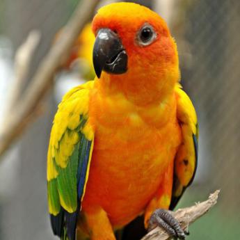 Conure Jandaya