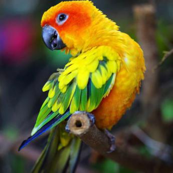 Conure Jandaya