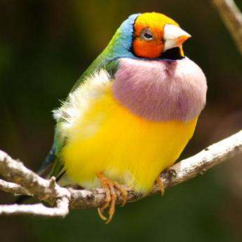 Diamant de Gould