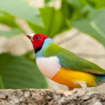 Diamant de Gould