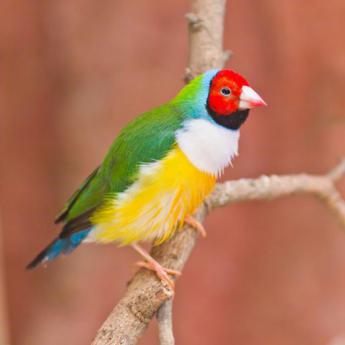 Diamant de Gould tête rouge