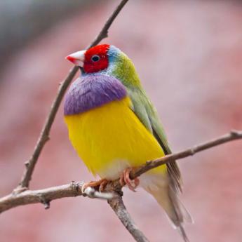 Diamant de Gould tête rouge