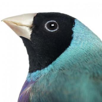 Diamant de Gould bleu