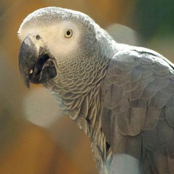 Perroquet gris du Gabon