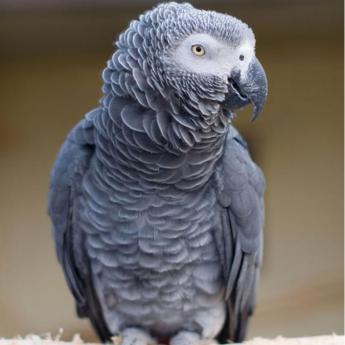Perroquet gris du Gabon