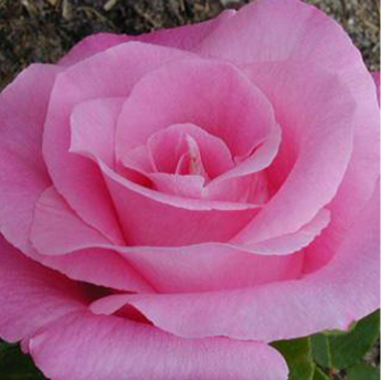 The Mac Cartney Rose