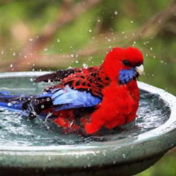 Perruche de Pennant