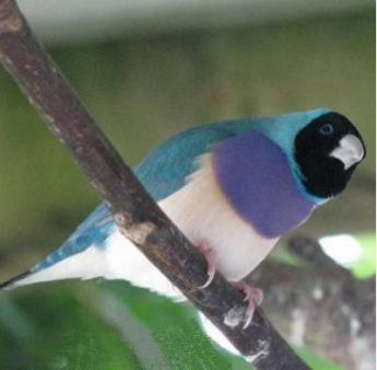 Diamant de Gould bleu