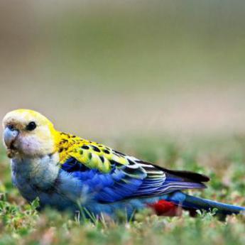 Perruche Palliceps