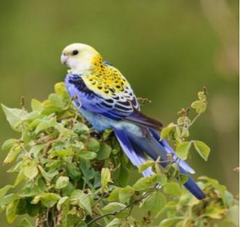 Perruche Palliceps