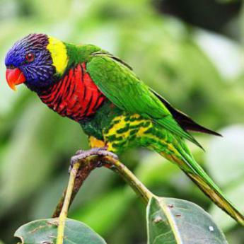 Loriquet Trichoglossus Haematodus