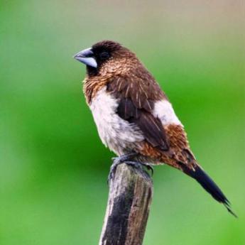 Moineau du Japon
