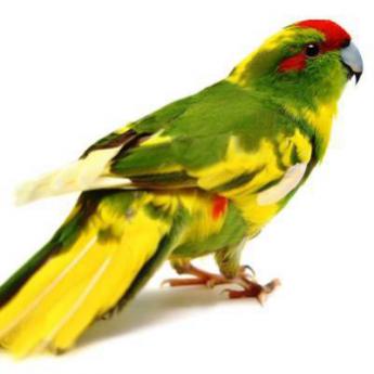 Kakariki
