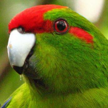 Kakariki