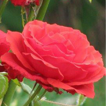 Nuage parfumé