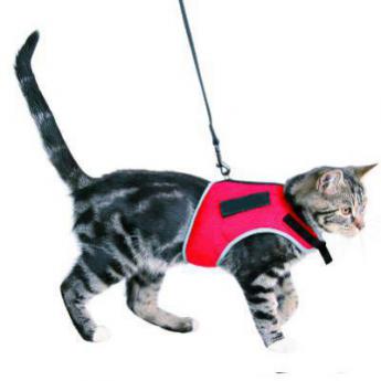 Colliers et Harnais chats