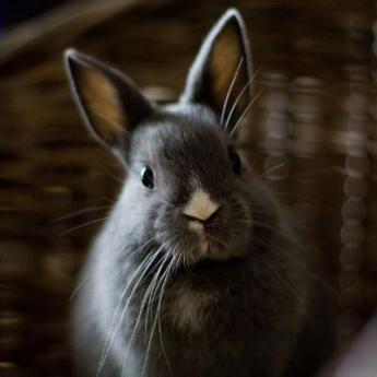 Le lapin nain 