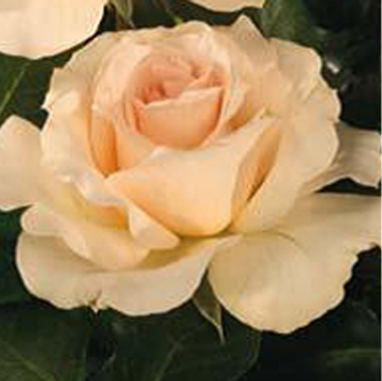 Johann Strauss