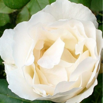 Isis