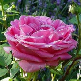 Auguste Renoir