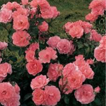 Jardins de France