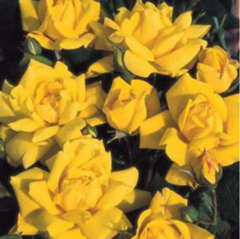 Golden Delight