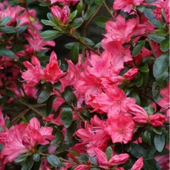 Blaauw's pink