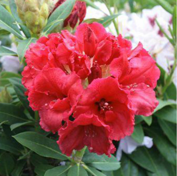 Red Jack
