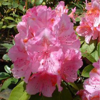 Pink Perfection