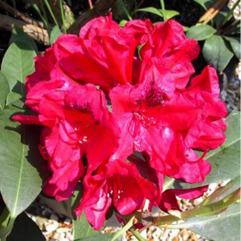 Lord Robert