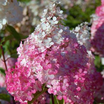 Vanille Fraise