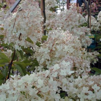 Grandiflora