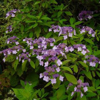 Aspera Villosa