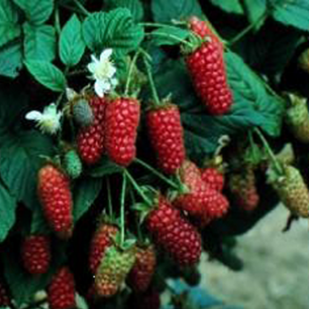 Tayberry