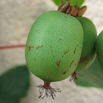 Kiwai Actinidia Arguta