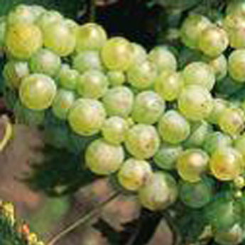 Chasselas doré de Fontainebleau