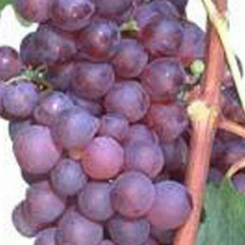 Chasselas Rose