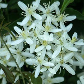 Terniflora