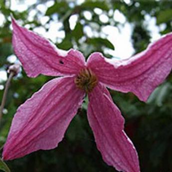 Pink Delight