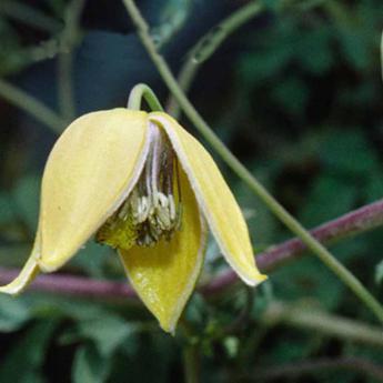 Orientalis