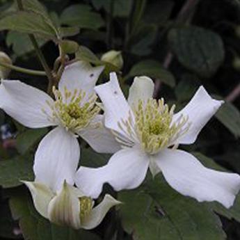 Montana Wilsonii