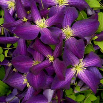 Jackmanii Purpurea