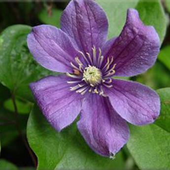 Arabella Mauve