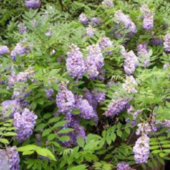 Frutescens amethyst falls