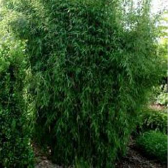Fargesia Nitida great wall