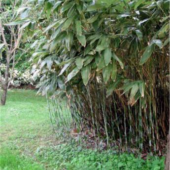 Sasa Palmata